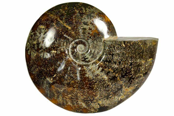 Polished, Agatized Ammonite (Cleoniceras) - Madagascar #145801